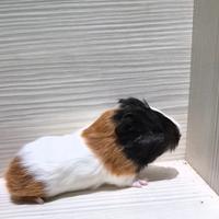 Cuccioli di porcellino d'india