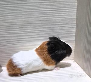 Cuccioli di porcellino d'india