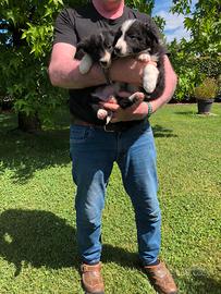 Border collie