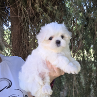 Cuccioli di razza maltese