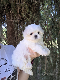 Cuccioli di razza maltese