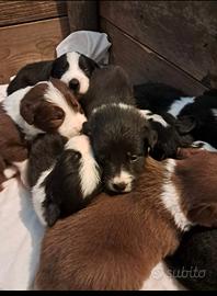 Cuccioli border collie