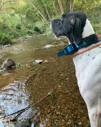 Pointer inglese femmina