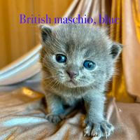 British cuccioli a Genova