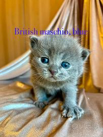 British cuccioli a Genova