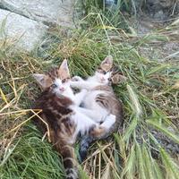 Gattini neri e bianchi