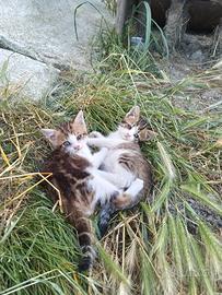 Gattini neri e bianchi