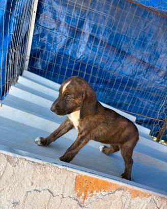 Cuccioli di segugio maremmano