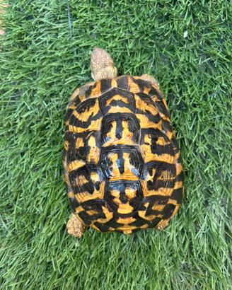 Tartarughe