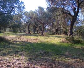 Terreno con porzione di casa