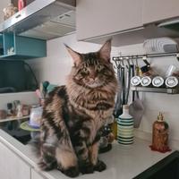 Maine coon maschio disponibile per monta