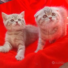 Cuccioli Scottish fold e Scottish straight