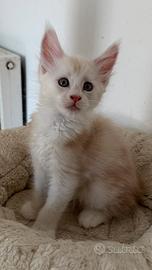 Maine Coon pedigree