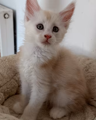 Maine Coon pedigree