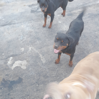 Rottweiler femmina originale
