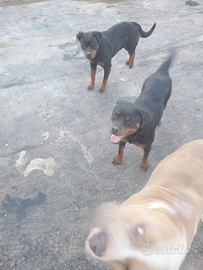 Rottweiler femmina originale