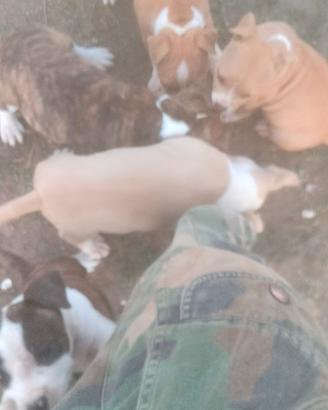 Ultimi cuccioli Amstaff disponibili