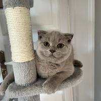 Scottish fold liliac
