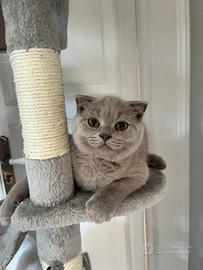 Scottish fold liliac