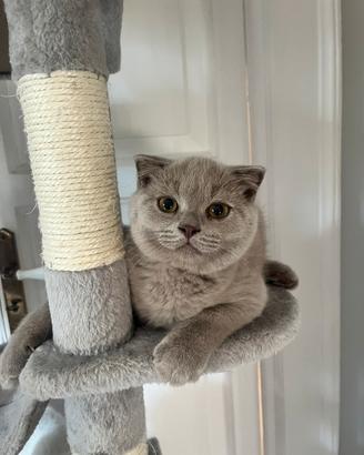 Scottish fold liliac