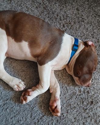 Cane pit bull/amstaff