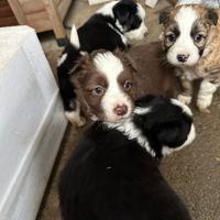 Cuccioli di border collie?