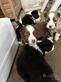 Cuccioli di border collie?