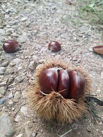 castagne 