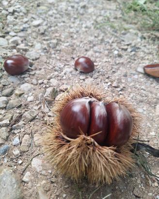 castagne 