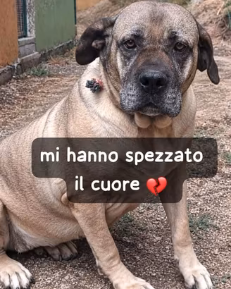 Dea cane corso 5 anni