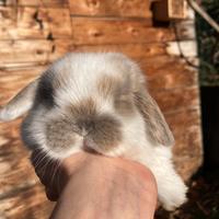 Conigli nano cuccioli minilop