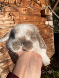 Conigli nano cuccioli minilop