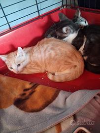 Cuccioli di gatto