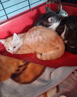 Cuccioli di gatto