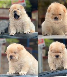 Cuccioli chow chow