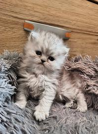 Gattino persiano chinchilla
