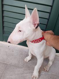 Bull terrier maschio