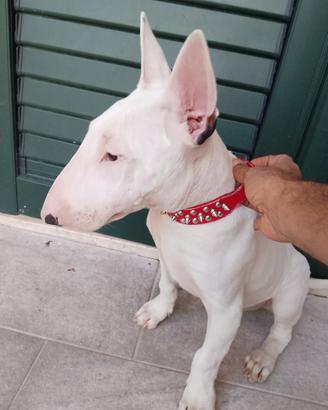 Bull terrier maschio