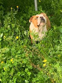 Bulldog inglese femmina di 1 anno
