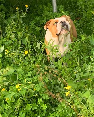 Bulldog inglese femmina di 1 anno