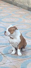American bully