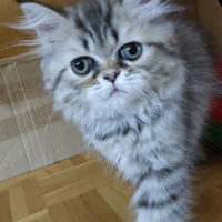 Cucciola persiana pura chinchilla