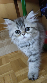 Cucciola persiana pura chinchilla