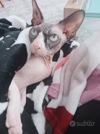 Sphynx