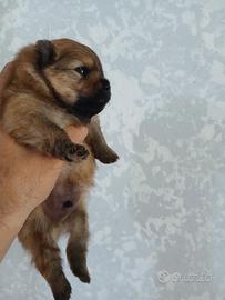 Spitz pomerania