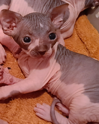 Cuccioli Sphynx