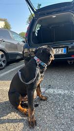 Vendocane