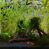 Hygrophila polysperma muschio java