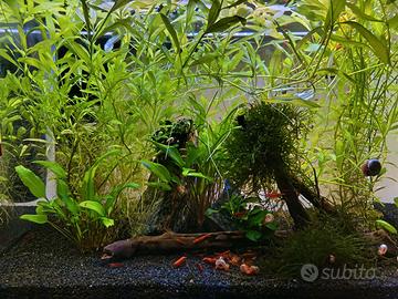 Hygrophila polysperma muschio java