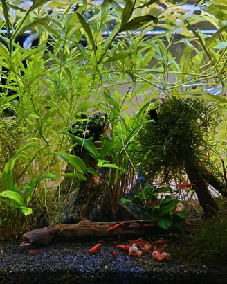 Hygrophila polysperma muschio java